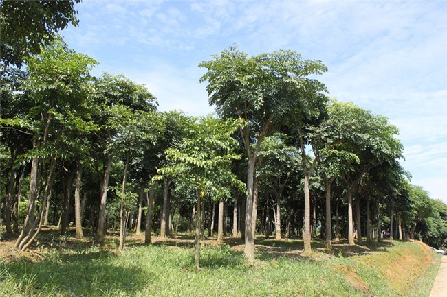 第三苗木基地（藍(lán)花楹生產(chǎn)）