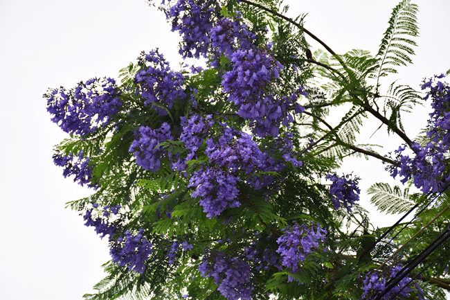 藍花楹
